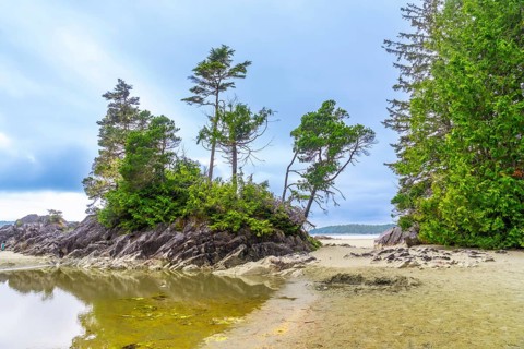 Coniferous trees are growing on a small rocky island in a sheltered bay on a cloudy day in tofino,