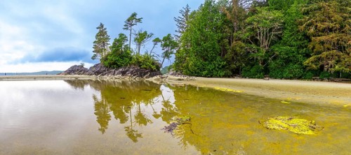Tranquil ocean waters reflecting trees and sky create a serene beach scene in tofino, showcasing