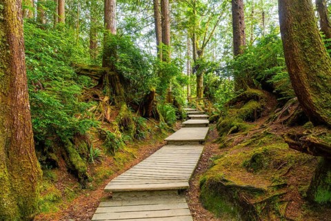 Wooden boardwalk winding through a vibrant green rainforest in tofino, located on vancouver island,