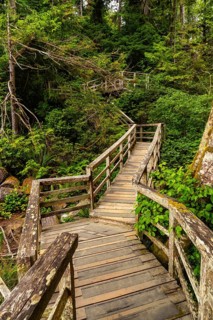 Wooden pathway winding through a lush, vibrant rainforest in tofino, british columbia, providing a