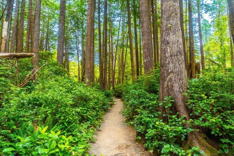 Sunlight filtering through the towering tree canopy illuminates a tranquil hiking trail winding