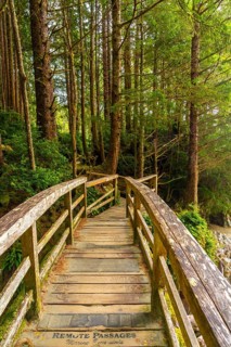 Winding through a lush green rainforest in tofino, british columbia, a wooden footbridge invites
