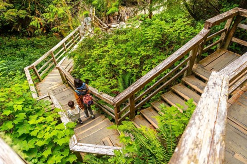 Tourists are descending a weathered wooden staircase amidst the verdant foliage of a rainforest in