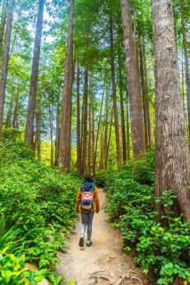 Female tourist with backpack enjoying a peaceful walk in a lush rainforest trail near tofino,
