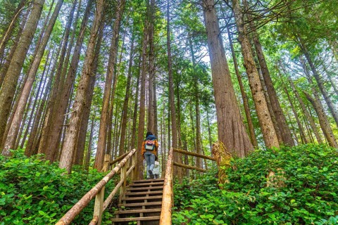 Tourists walking up wooden stairs amidst lush green vegetation and tall trees on a rainforest trail