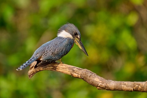 A kingfisher sitting on a branch in a natural environment, Red-breasted Kingfisher (Ceryle