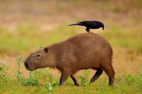 Black bird standing on a walking capybara in a natural environment, Capybara, capybara