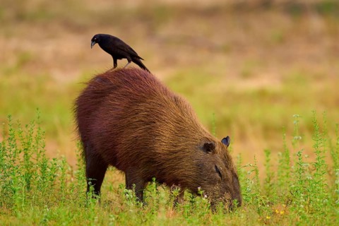 A black bird sitting on a capybara foraging in the grass, Capybara, capybara (Hydrochoerus