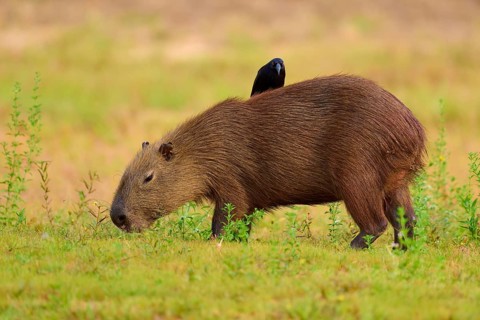 Bird sitting peacefully on a grazing capybara, capybara, capybara (Hydrochoerus hydrochaeris),