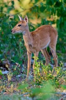 A young deer stands quietly in the sparse forest, Grand Mazama or Red Mazama (Mazama americana),