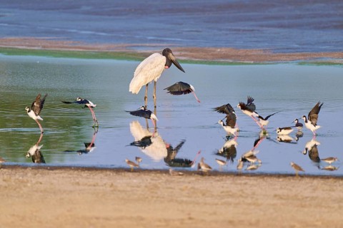 Birds by the water with reflections, peaceful atmosphere in natural colours, Jabiru (Jabiru