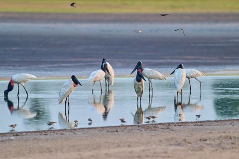 Several large birds are standing in the water, their reflections are visible, Jabiru (Jabiru