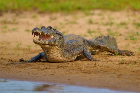 A caiman lies on the sandy bank of a river, open with menacing teeth, spectacled caiman (Caiman