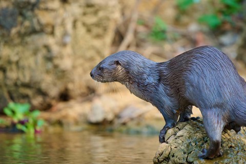 An otter sits on a rock on the riverbank, surrounded by natural greenery and water, Southern river