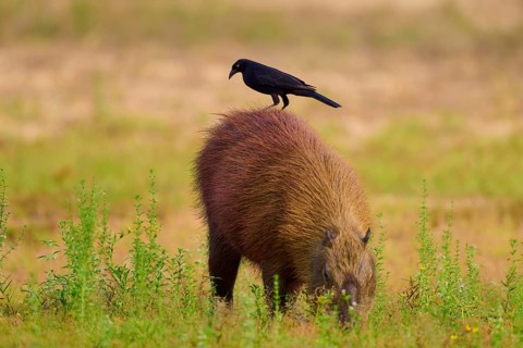 A black bird stands on a grass-eating capybara in a meadow, Capybara, capybara (Hydrochoerus