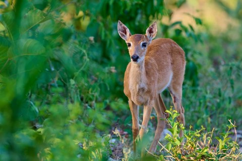 A young fawn looks curiously out of the thicket, Grand Mazama or Rotmazama (Mazama americana),