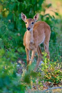 A young fawn peers cautiously through the undergrowth, Grand Mazama or Red Mazama (Mazama