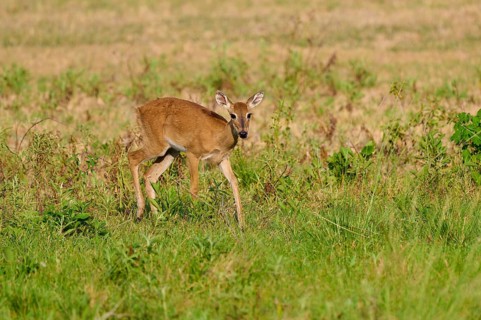 A deer in a field looks attentively to the side, Grand Mazama or Red Mazama (Mazama americana),