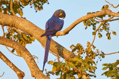 In the golden light, a blue parrot sits on a branch and enjoys the view, Hyacinth Macaw