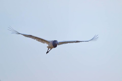 A large stork flies with outstretched wings in the clear sky, Jabiru (Jabiru mycteria), Pantanal,