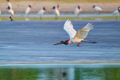 A large stork flies just above the water surface with its wings outstretched, Jabiru (Jabiru