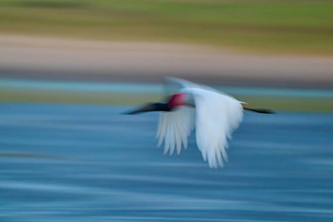 A bird flies fast over water, motion blur emphasises the dynamics, Jabiru (Jabiru mycteria),