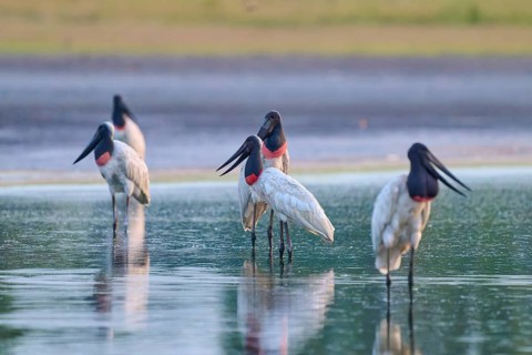 A group of large birds stands in the calm water, in a peaceful atmosphere, Jabiru (Jabiru