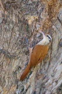 Bird with brown and white plumage climbing on a tree bark, Southern White-bellied Woodcreeper