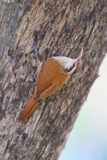 Bird with brown plumage and white head on a tree, Southern White-bellied Woodcreeper
