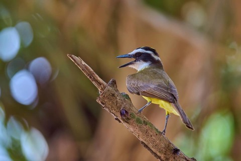 Bird with vivid yellow belly singing on branch in front of bokeh background, Sulphur Yellow Tyrant