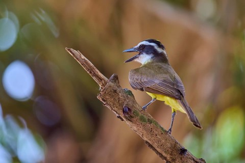 Bird sits singing on a brown branch, bright yellow plumage, sulphur yellow tyrant (Pitangus