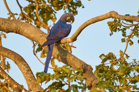 A blue parrot is illuminated by warm sunlight, surrounded by leaves, Hyacinth Macaw (Anodorhynchus