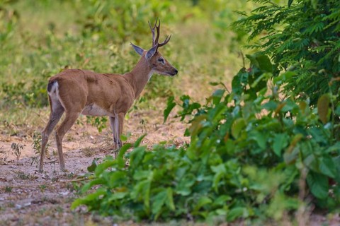 A young deer with horns stands at the edge of the forest, Grand Mazama or Rotmazama (Mazama