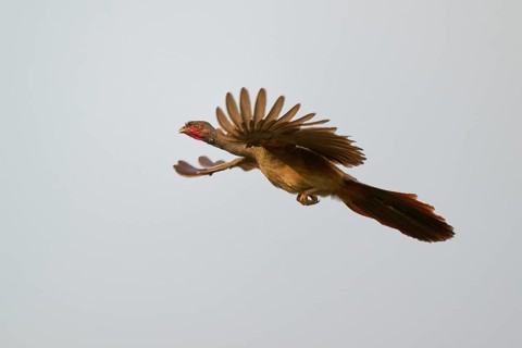 Bird with outspread wings flying in the sky, brown feathers and red head, Chacochachalaca (Ortalis