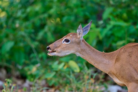 Close-up of a deer against a green background in the forest, Grand Mazama or Red Mazama (Mazama