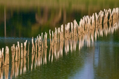 Wooden posts are reflected in calm water and create a peaceful natural scene, Fazenda Barranco