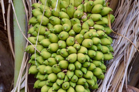 Dense clump of palm fruits on the perennial between dried palm leaves, Fazenda Barranco Alto,
