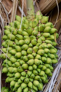 Dense clump of palm fruits on the perennial between dried palm leaves, Fazenda Barranco Alto,