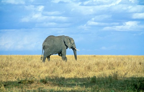 Elephant (Loxodonta africana), Serengeti, Tanzania, Africa, June 2000, vintage, retro, old,
