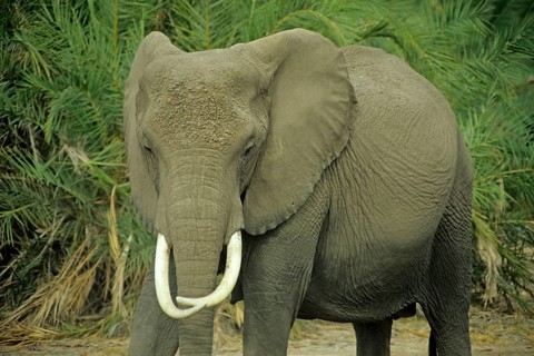 Elephant (Loxodonta africana), Amboseli National Park, Kenya, Africa, June 2000, vintage, retro,