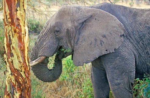 Elephant (Loxodonta africana) eating tree bark, Serengeti, Tanzania, Africa, June 2000, vintage,
