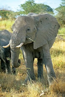 Elephant (Loxodonta africana), Serengeti, Tanzania, Africa, June 2000, vintage, retro, old,
