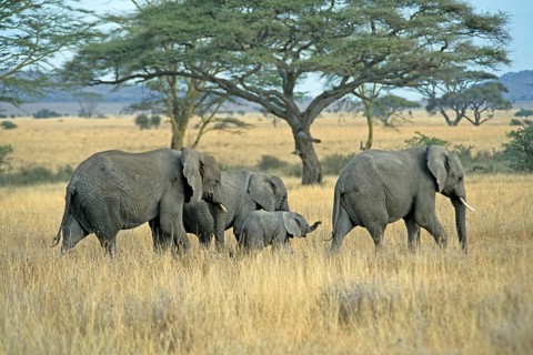 Elephants with young (Loxodonta africana), Serengeti, Tanzania, Africa, June 2000, vintage, retro,