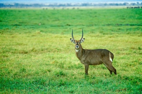 Waterbuck (Kobus elipsiprymus) in Amboseli National Park, Kenya, Africa, June 2000, vintage, retro,