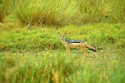 Black-backed jackal (Canis mesomeles), Amboseli National Park, Kenya, Africa, June 2000, vintage,
