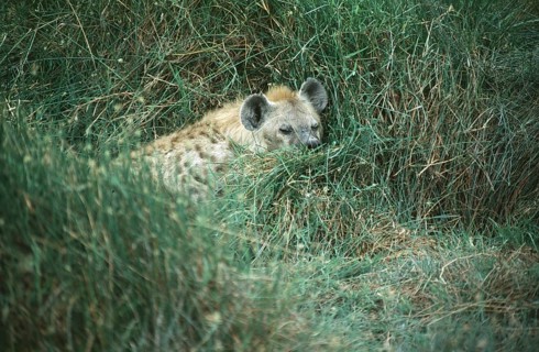 Spotted hyena (Crocuta crocuta) in Amboseli National Park, Kenya, Africa, June 2000, vintage,