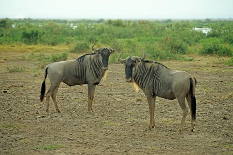 Gnubullen (Connochaetes taurinus) in Amboseli National Park, Kenya, Africa, June 2000, vintage,