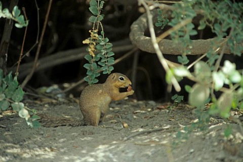 Ochre bush squirrel (Paxerus ochraceus), in Amboseli National Park, Kenya, Africa, June 2000,