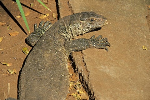Iguana (Iguana iguana), crocodile farm, Victoria Falls, Zimbabwe, Africa, June 2000, vintage,