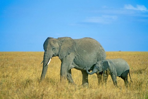 Elephant with young (Loxodonta africana), Serengeti, Tanzania, Africa, June 2000, vintage, retro,